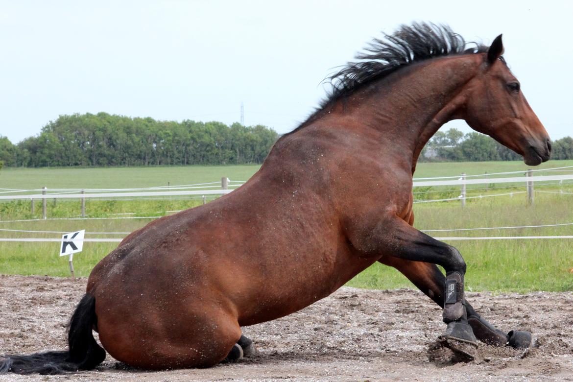 Anden særlig race Flicka billede 13