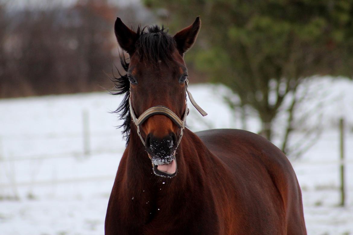 Anden særlig race Flicka billede 12