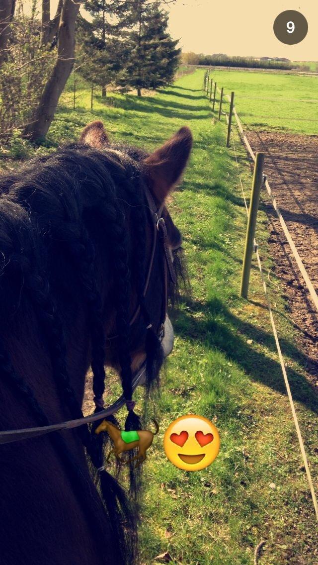 Nordsvensk Skovhest Lukas billede 8