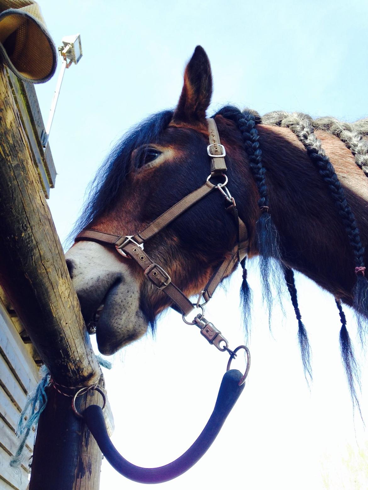 Nordsvensk Skovhest Lukas billede 9