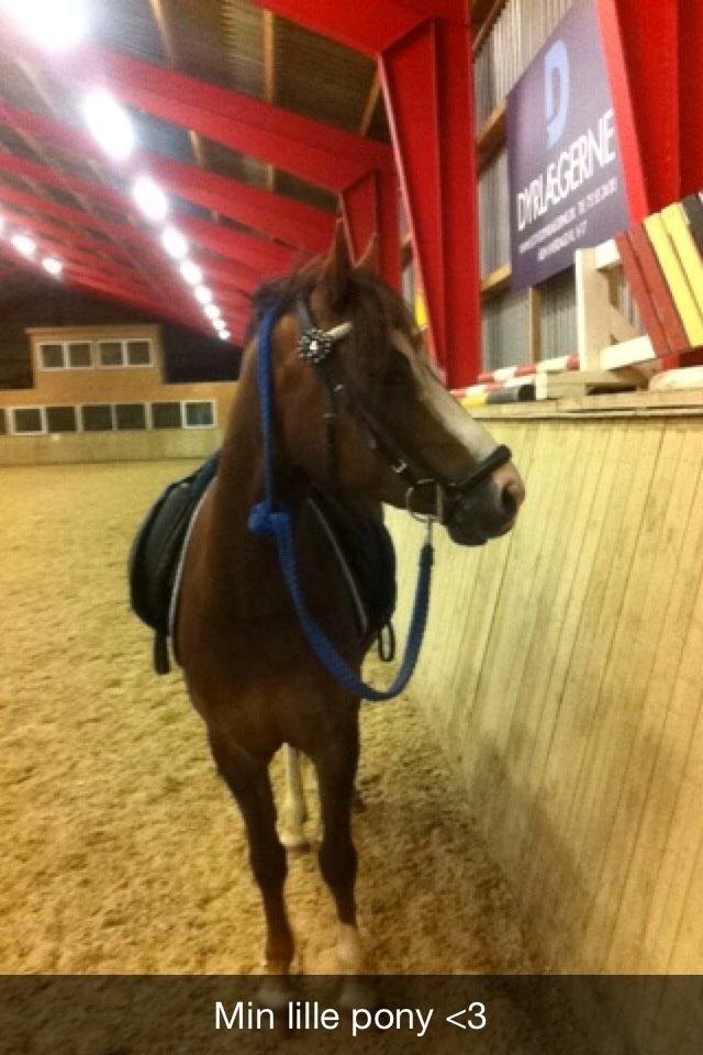 Anden særlig race Flicka billede 9