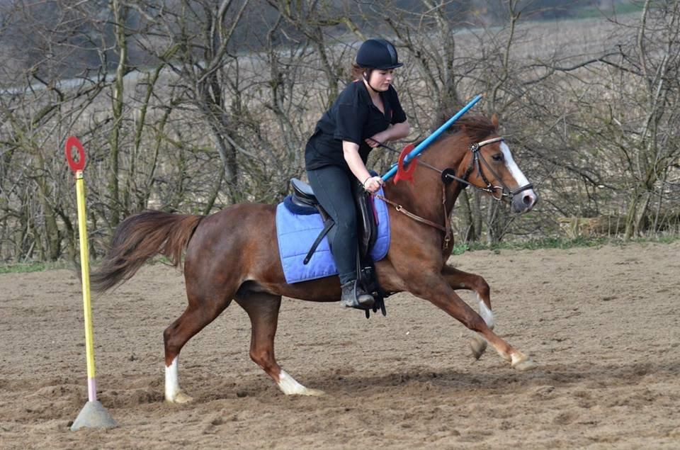 Anden særlig race Flicka billede 3