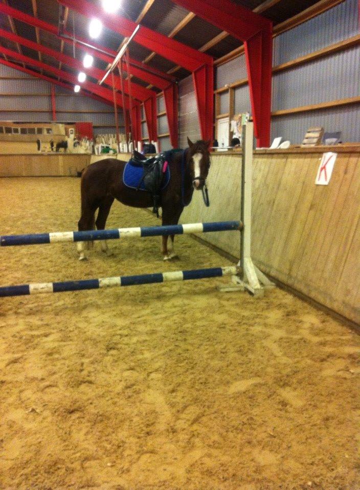 Anden særlig race Flicka billede 4