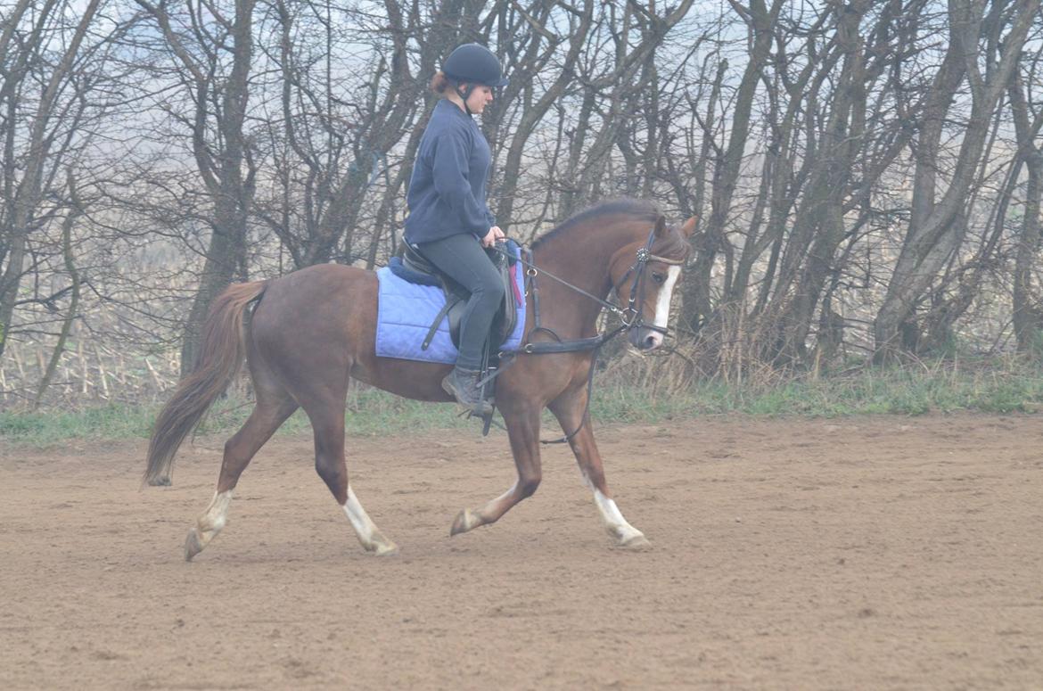 Anden særlig race Flicka billede 10