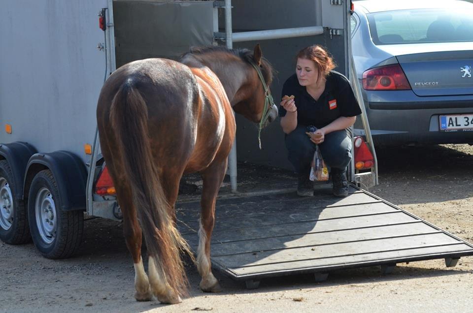 Anden særlig race Flicka billede 18