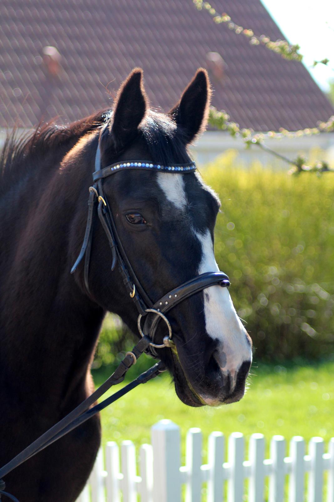 Anden særlig race Anomenens Gipzy Queen - Monse billede 1
