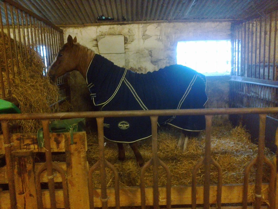 Hollandsk Sportspony Elvira billede 9