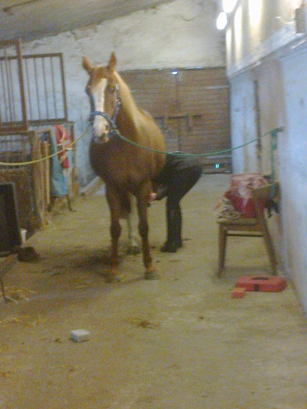 Hollandsk Sportspony Elvira billede 3