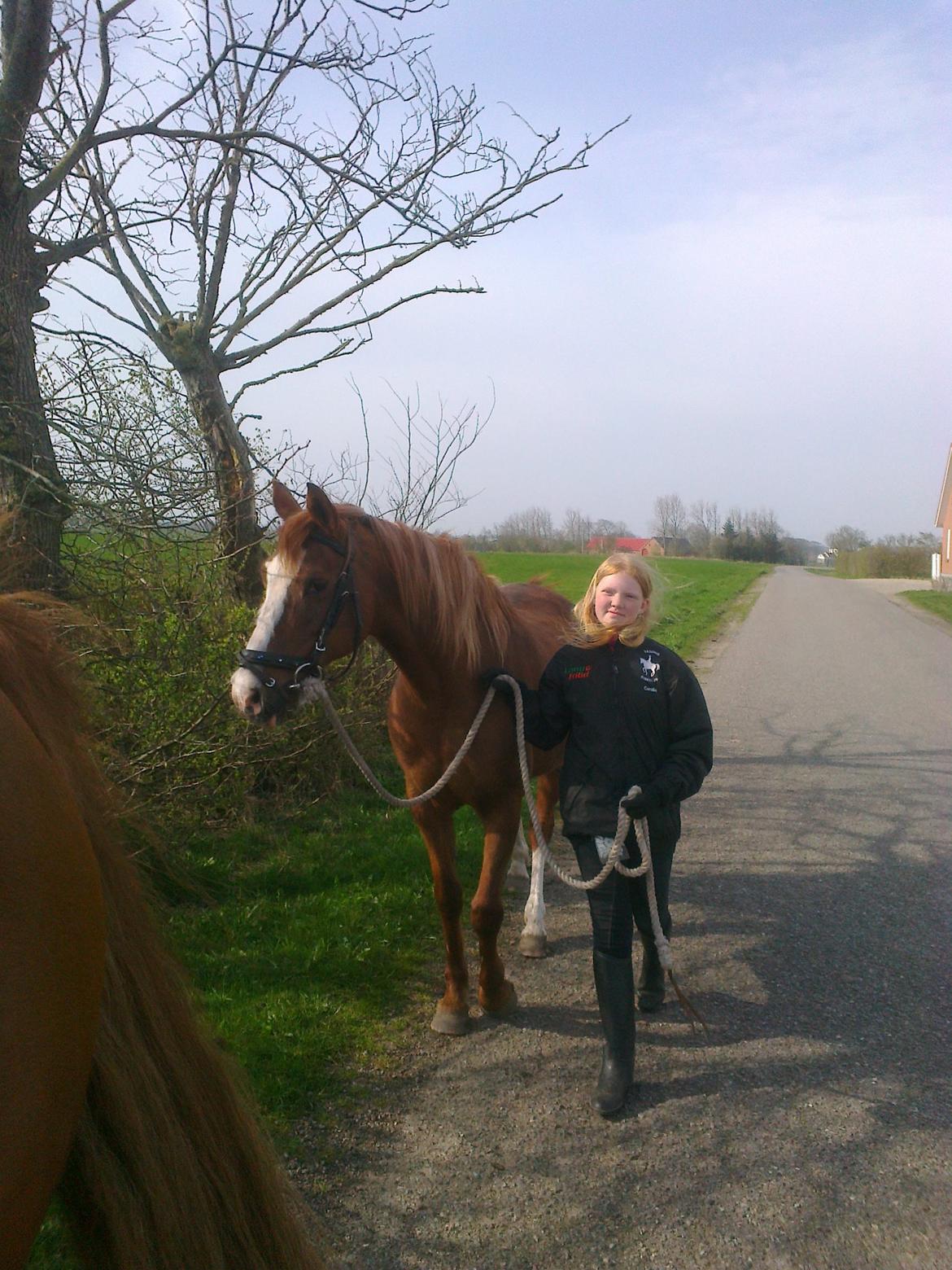 Hollandsk Sportspony Elvira billede 4