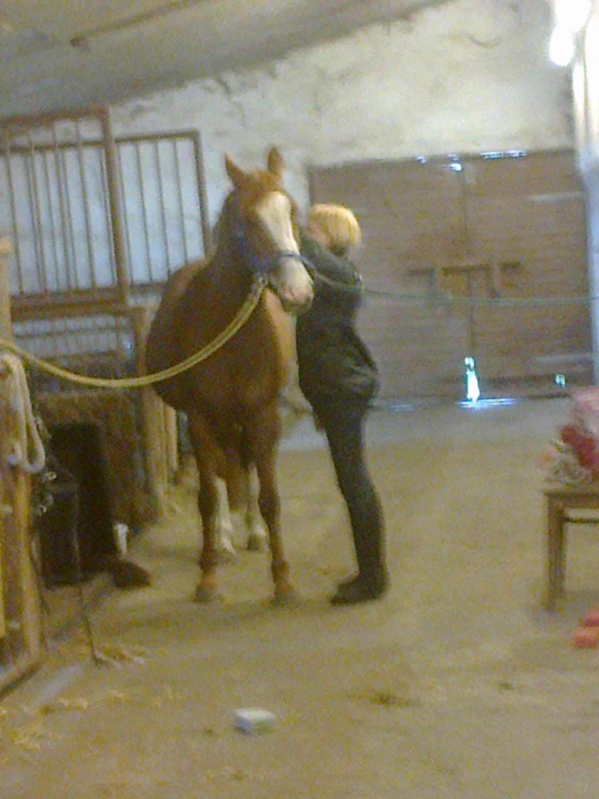 Hollandsk Sportspony Elvira billede 2