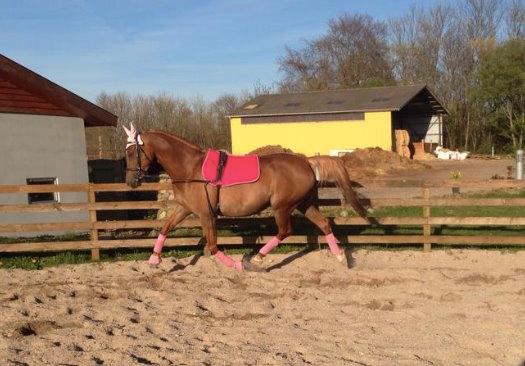 Sportsaraber (A) Selina billede 20