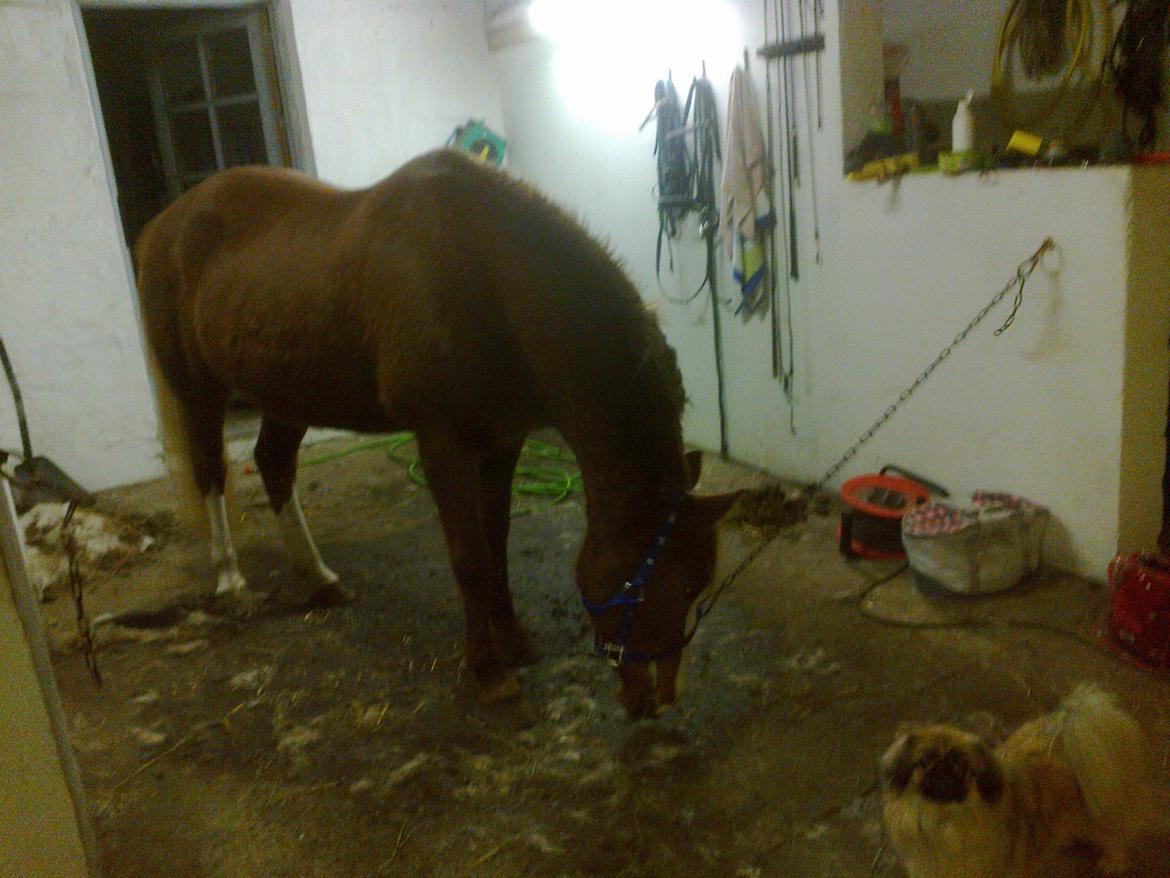 Hollandsk Sportspony Elvira billede 5