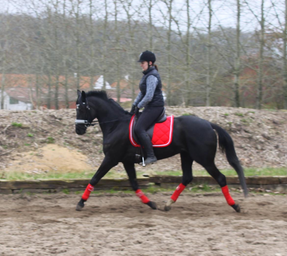 Trakehner Felippa *Prinsessen* billede 4