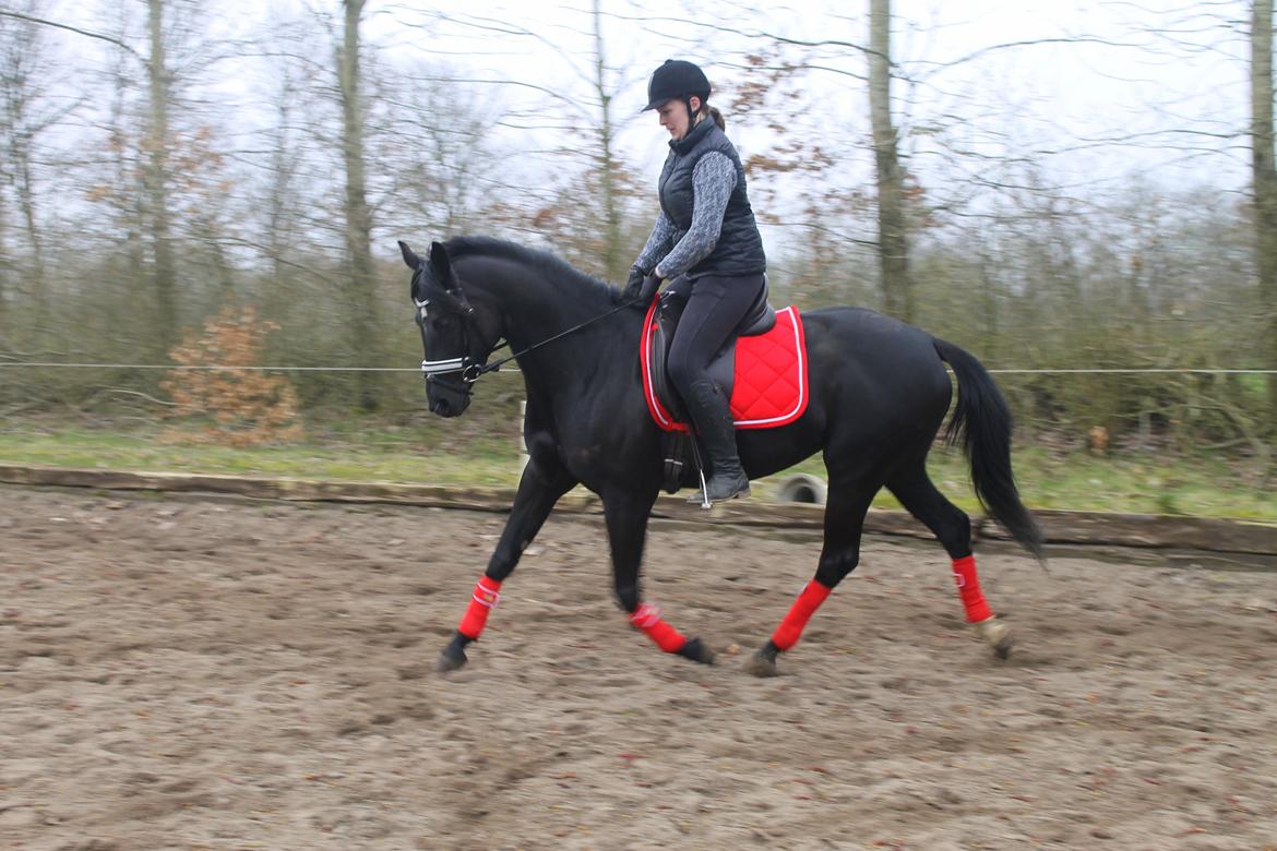 Trakehner Felippa *Prinsessen* billede 5