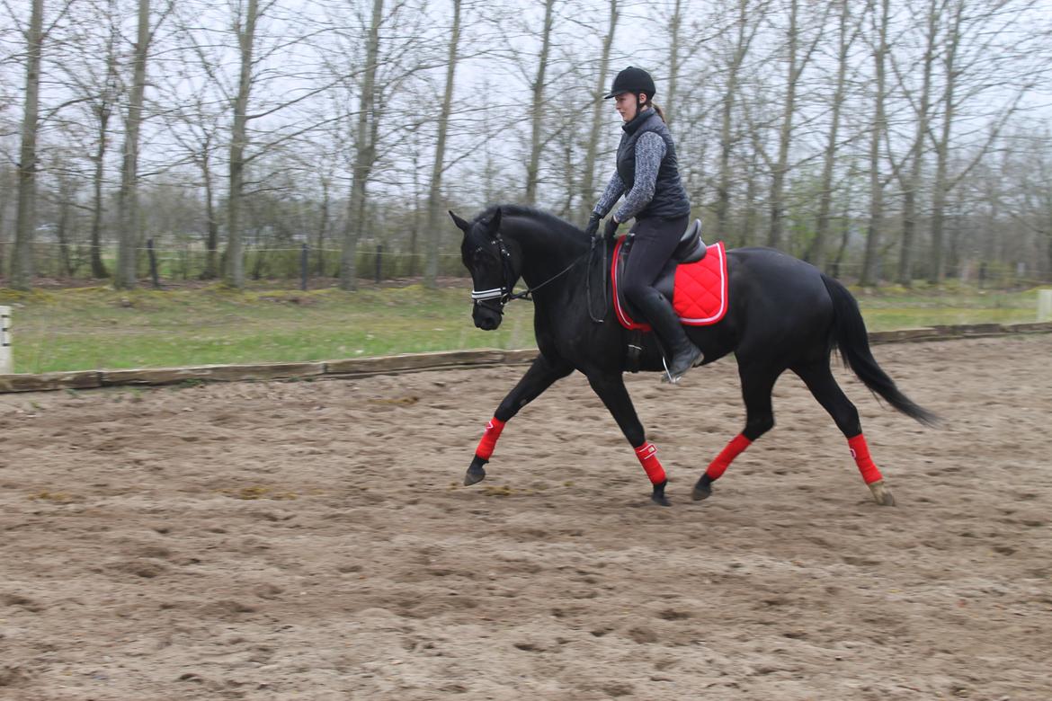 Trakehner Felippa *Prinsessen* billede 6