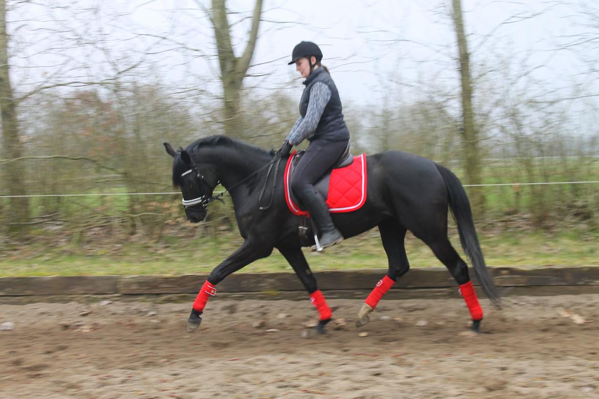 Trakehner Felippa *Prinsessen* billede 7