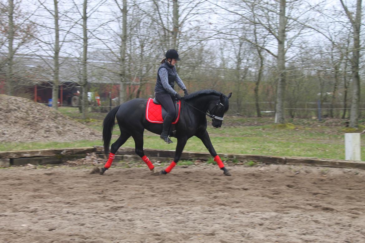 Trakehner Felippa *Prinsessen* billede 8