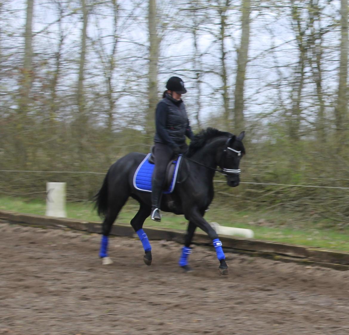 Trakehner Felippa *Prinsessen* billede 9