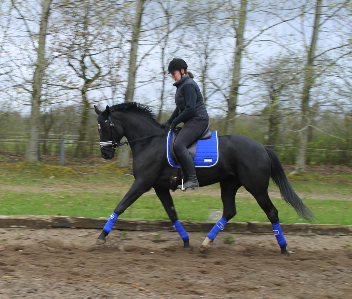 Trakehner Felippa *Prinsessen* billede 10