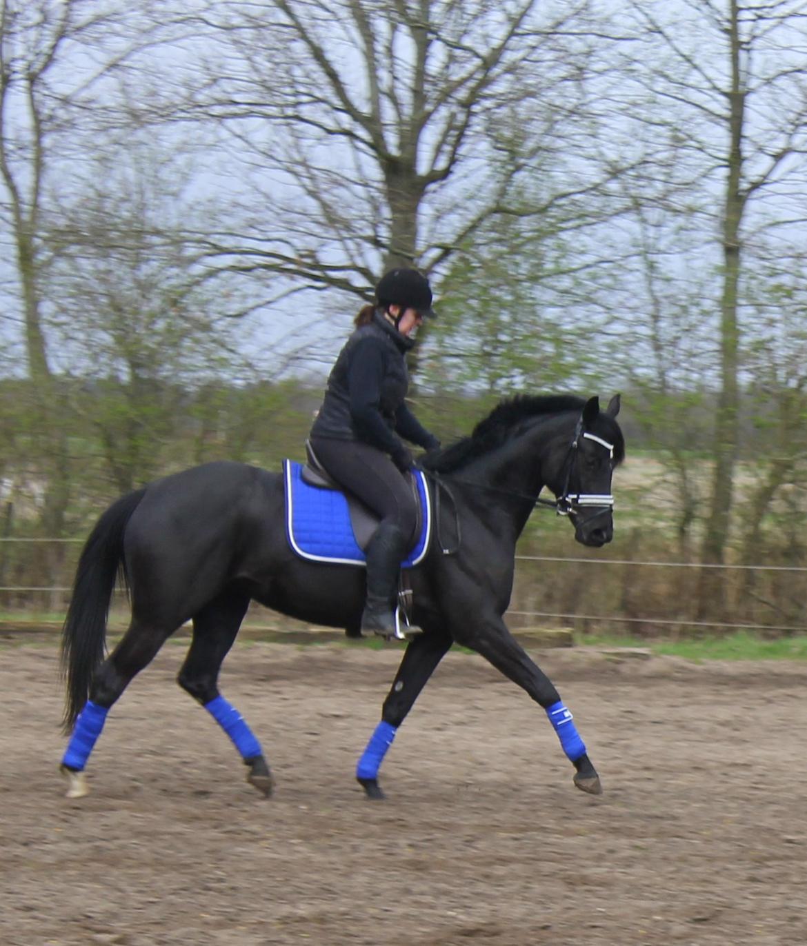 Trakehner Felippa *Prinsessen* billede 13