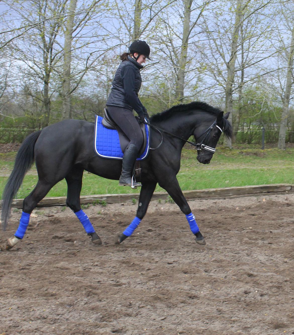 Trakehner Felippa *Prinsessen* billede 14