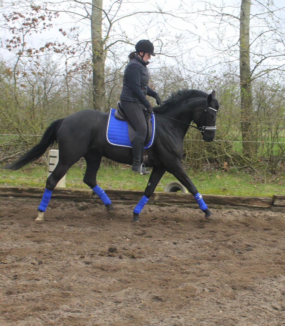 Trakehner Felippa *Prinsessen* billede 12