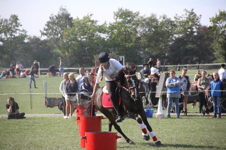 DSP Fredbo´s Idol billede 6