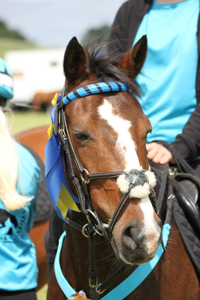 DSP Fredbo´s Idol billede 1