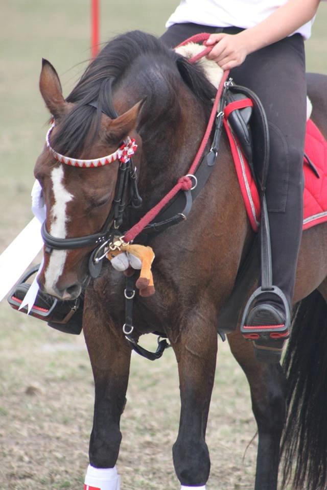 DSP Fredbo´s Idol billede 14