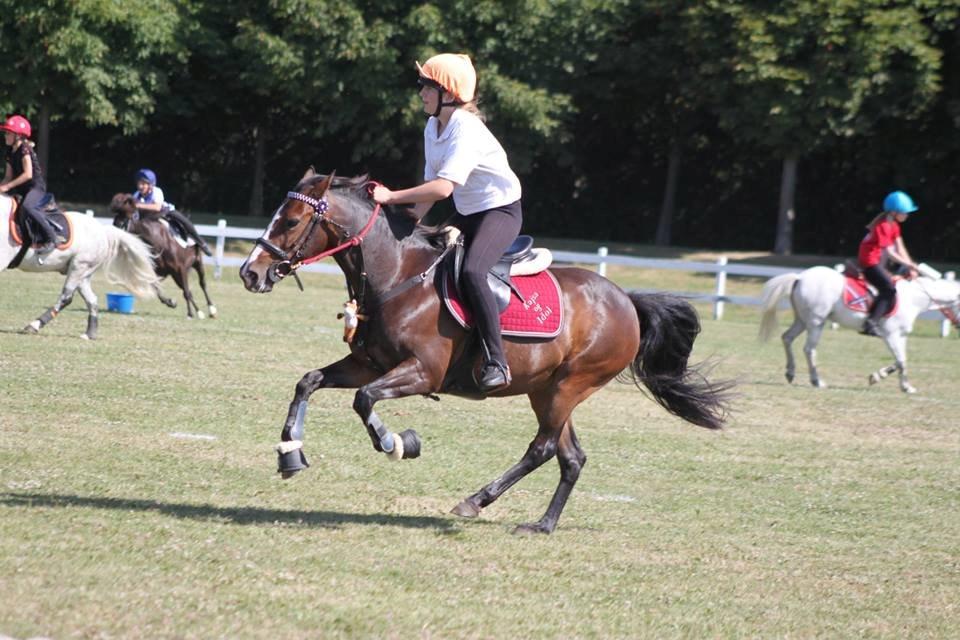 DSP Fredbo´s Idol billede 13