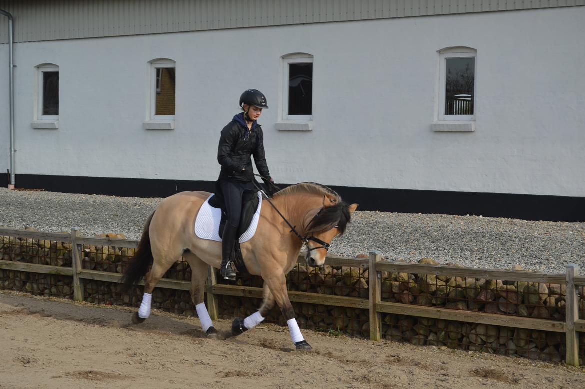 Anden særlig race Nordgaards Caroline. billede 18