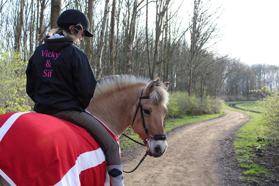 Fjordhest Sif (pony) ¤my soulmate¤ billede 34