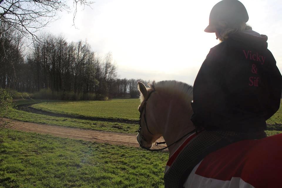 Fjordhest Sif (pony) ¤my soulmate¤ billede 33