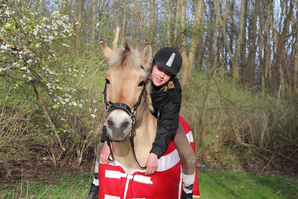 Fjordhest Sif (pony) ¤my soulmate¤ billede 37