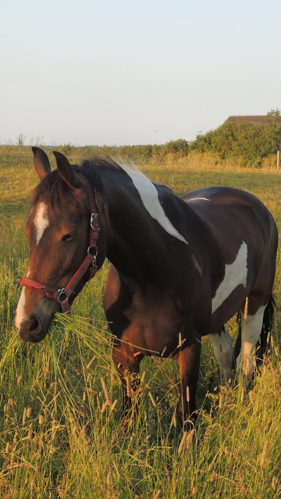 Barockpinto Valencia - Valle <3 - SOLGT billede 1