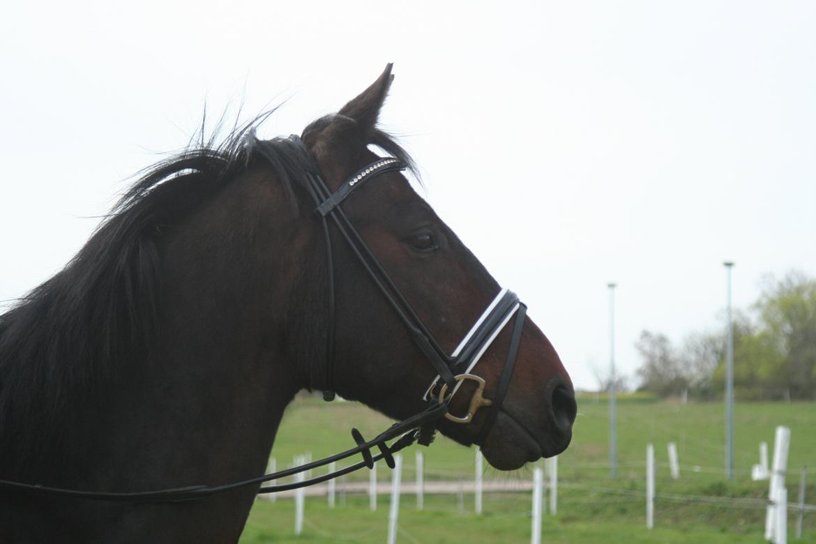 Oldenborg Cataco billede 1