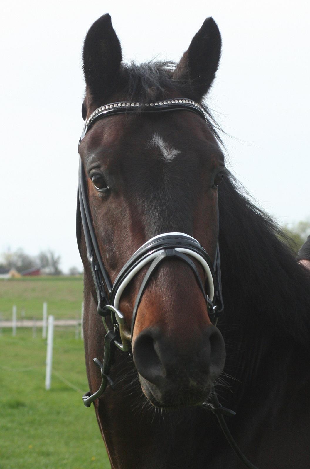 Oldenborg Cataco billede 9