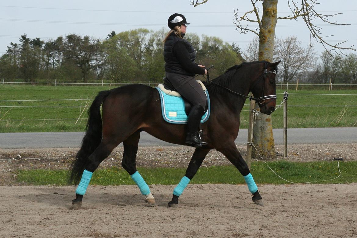 Oldenborg Cataco - Anden gang jeg rider ham billede 10