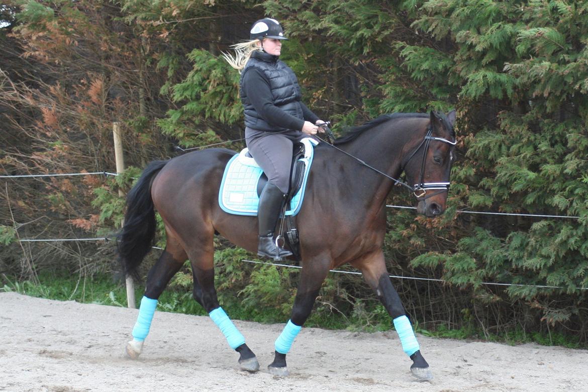 Oldenborg Cataco - Anden gang jeg rider ham billede 12