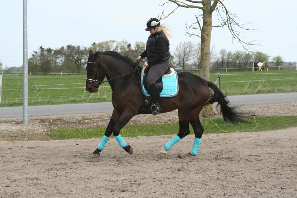 Oldenborg Cataco - Anden gang jeg rider ham billede 13