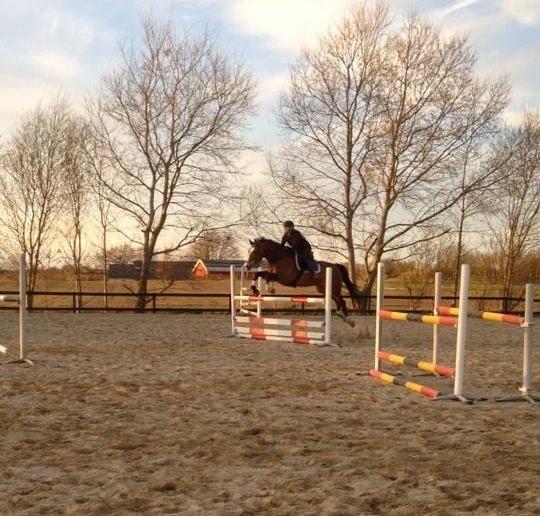 Dansk Varmblod Pipaluk Lysegård billede 8