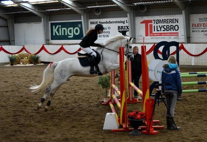 Connemara Pilgaards Nicola - Silkeborg 2014 - FOTO: Louise billede 4