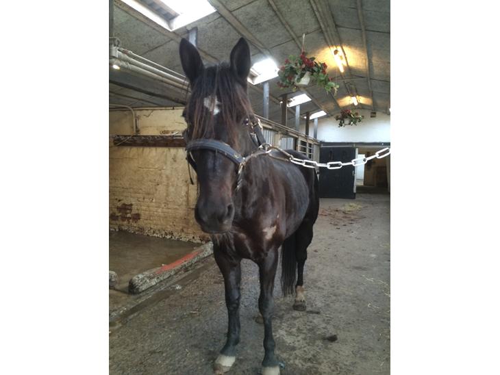 {{currentPhoto.altText}} billede {{currentPhoto.number}}