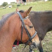 Anden særlig race Aldrupgaard´s Kenzo