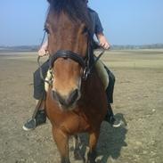 Anden særlig race Aldrupgaard´s Kenzo