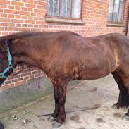 Islænder Galdur fra Teglborg