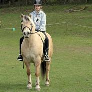 Fjordhest Povlsmindegårds Kasper <3