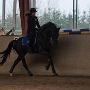 Dansk Varmblod Svalegårds Remee