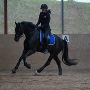 Dansk Varmblod Svalegårds Remee