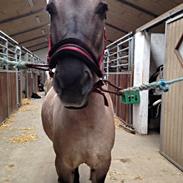 Konik Polski sølvmosegaards gråmand (Lille grå)